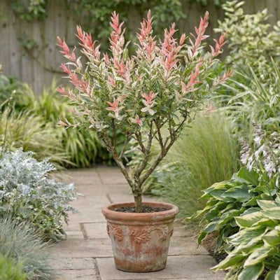 A shrub Salix integra in a terracotta pot in a garden