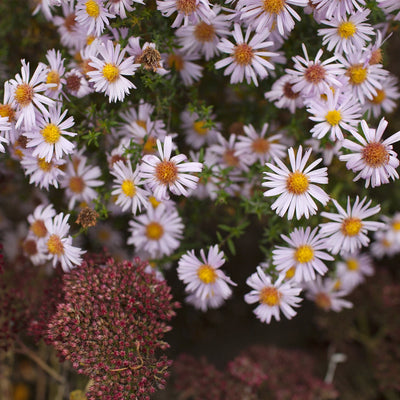 Pollinator-friendly Symphyotrichum dumosum 'Apollo',white flowers