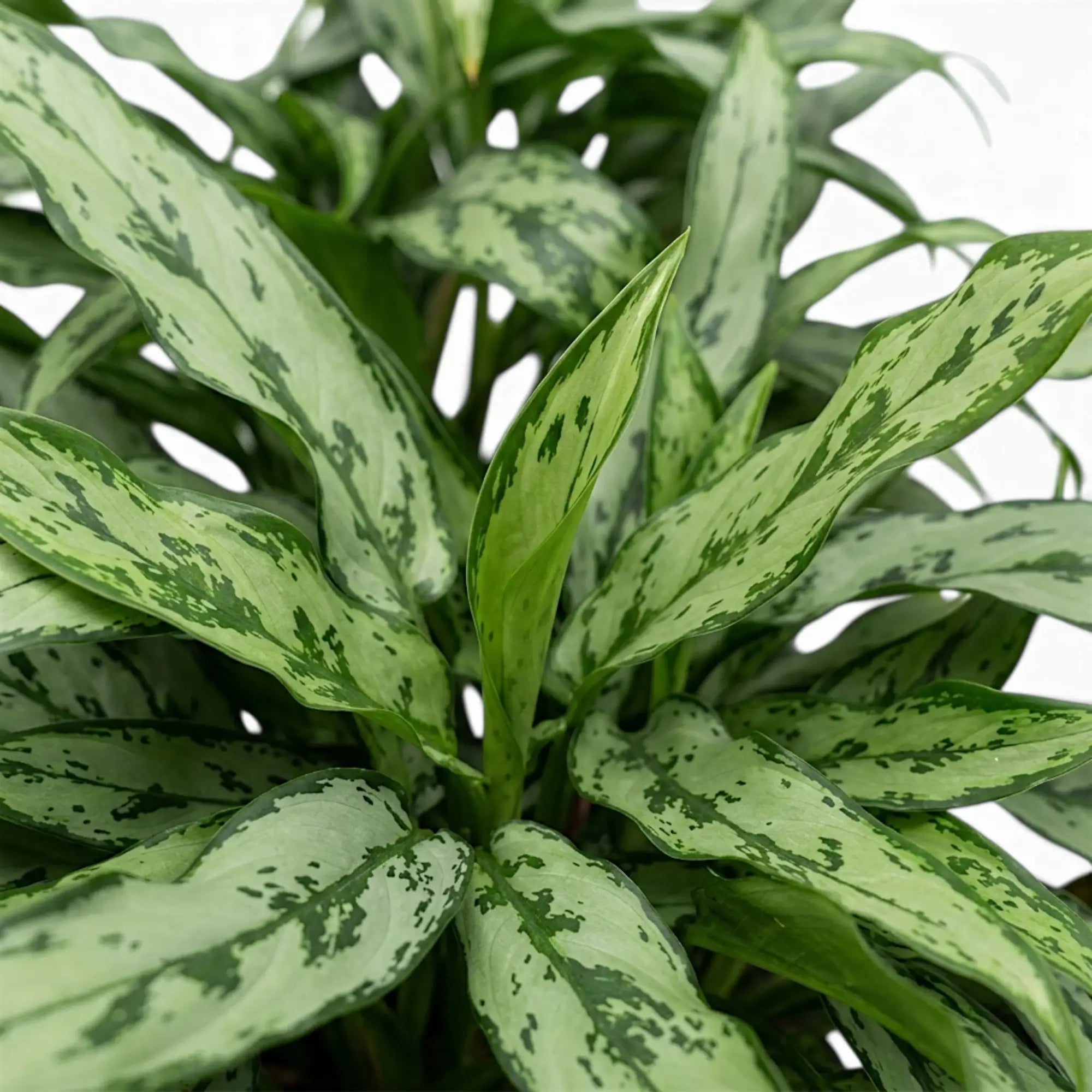 Aglaonema Cutlass foliage close-up with narrow green leaves.