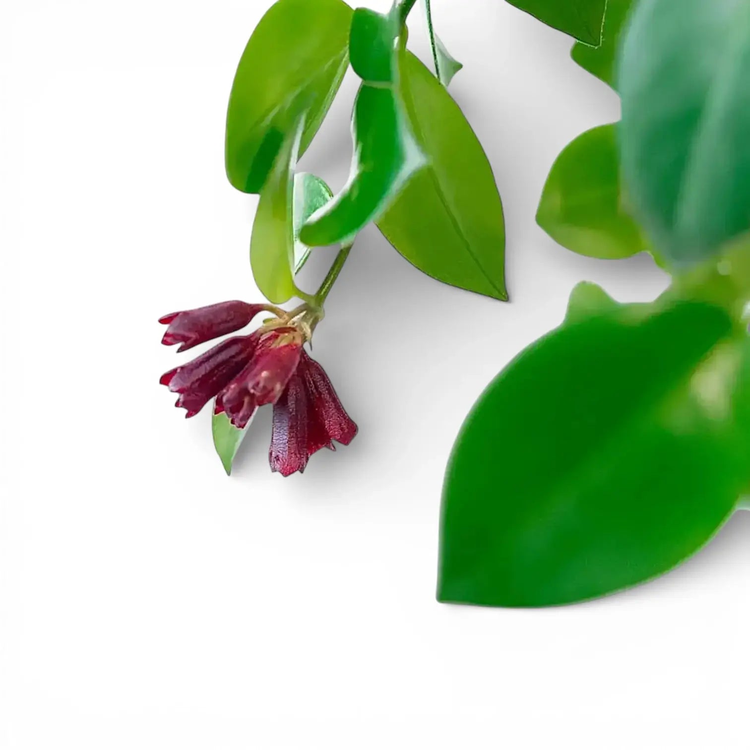 Lipstic plant, Aeschynanthus speciosus 'Mona Lisa', aclose up of glossy green foliage and dark red blooms on white backround