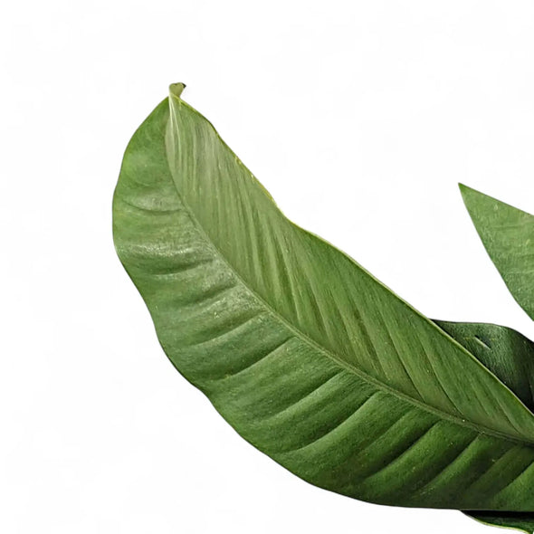 Close up of Epipremnum giganteum leaf on white backround