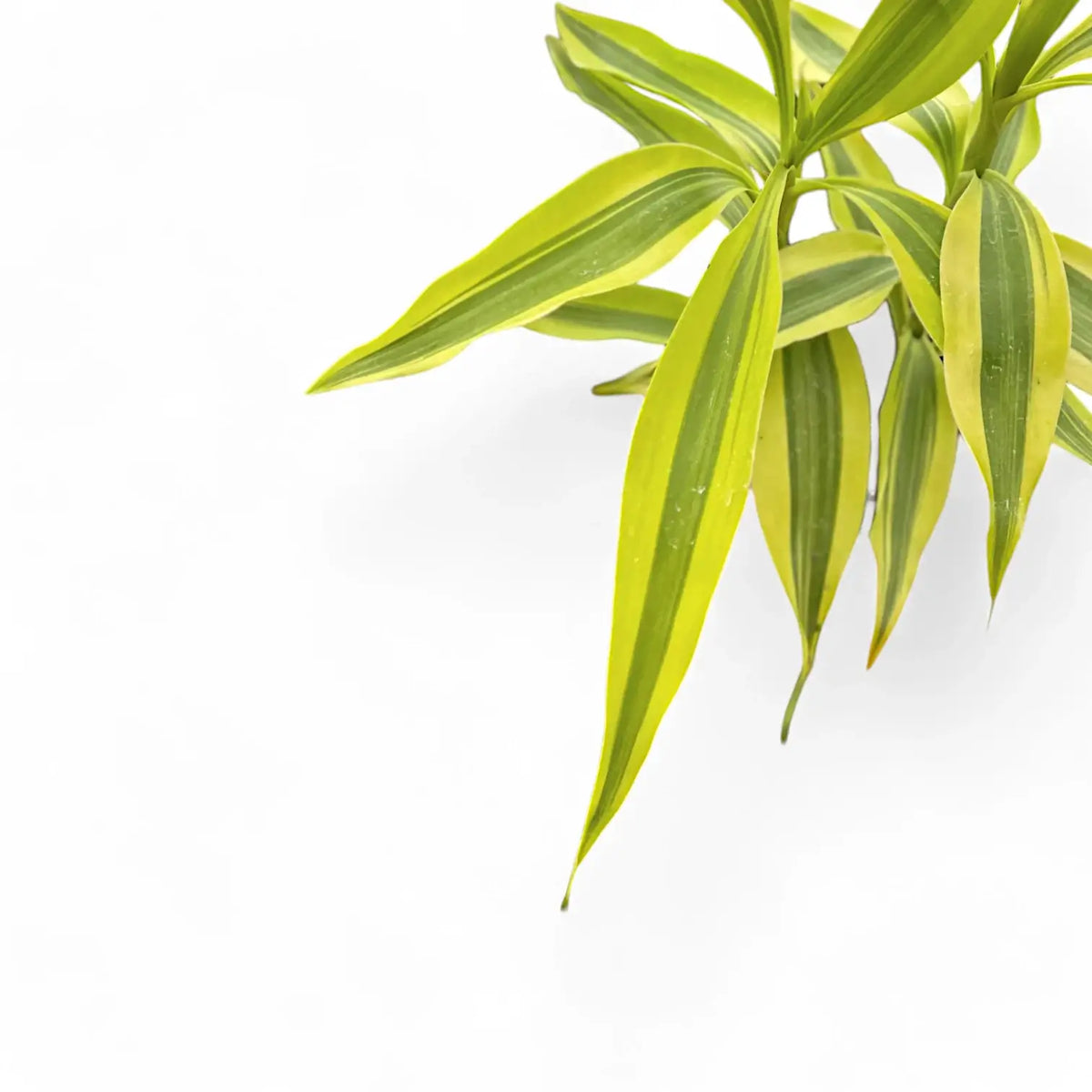 Dracaena kaufen | Drachenbaum  Foliage Factory  Seite 2