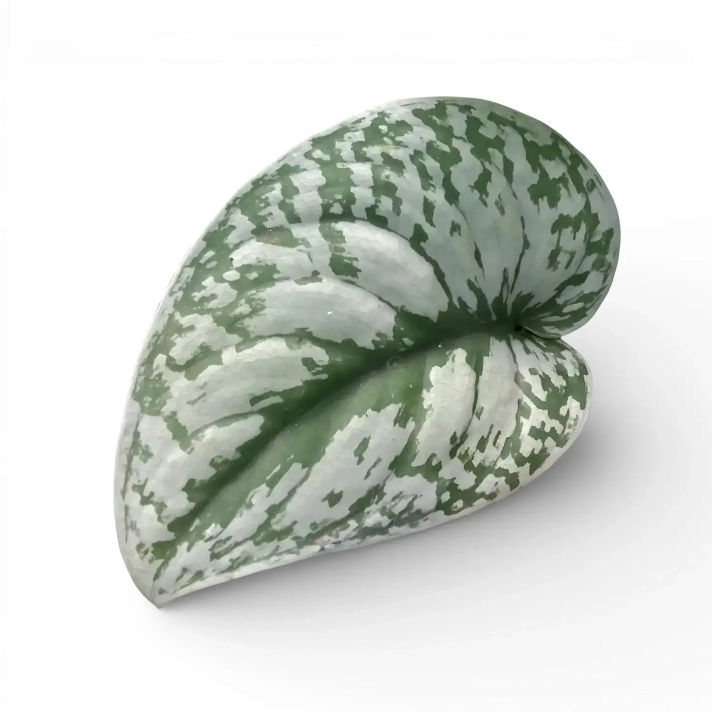 Scindapsus-Blatt mit silbriger Zeichnung vor weißem Hintergrund