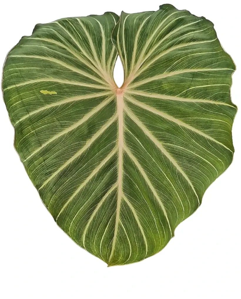 Großes herzförmiges Blatt von Philodendron gloriosum 'Zebra' vor weißem Hintergrund