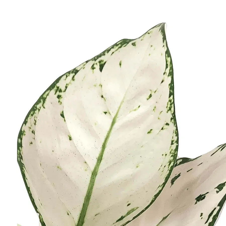 Weiße Blätter von Aglaonema, Nahaufnahme vor weißem Hintergrund