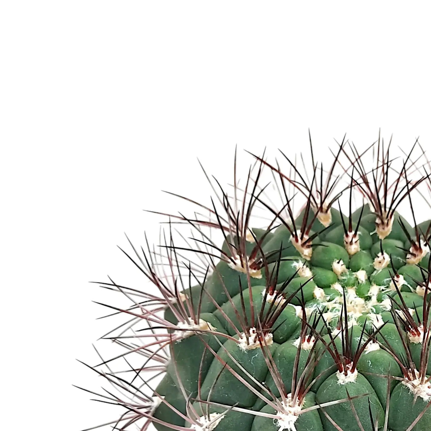 Nahaufnahme von stacheligem Gymnocalycium saglionis vor weißem Hintergrund