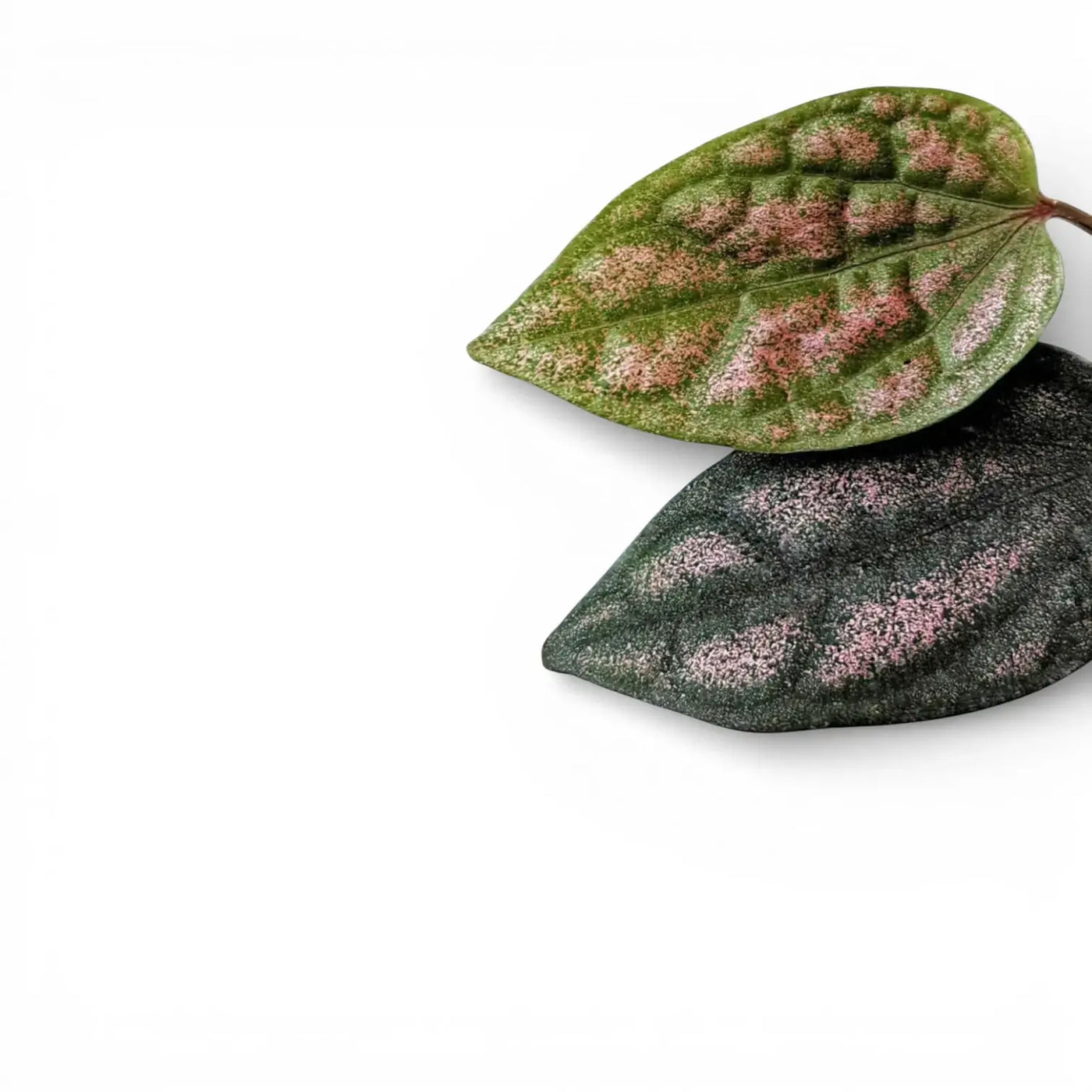 Blasig strukturierte grün-rosa Blätter von Piper argyrites vor weißem Hintergrund