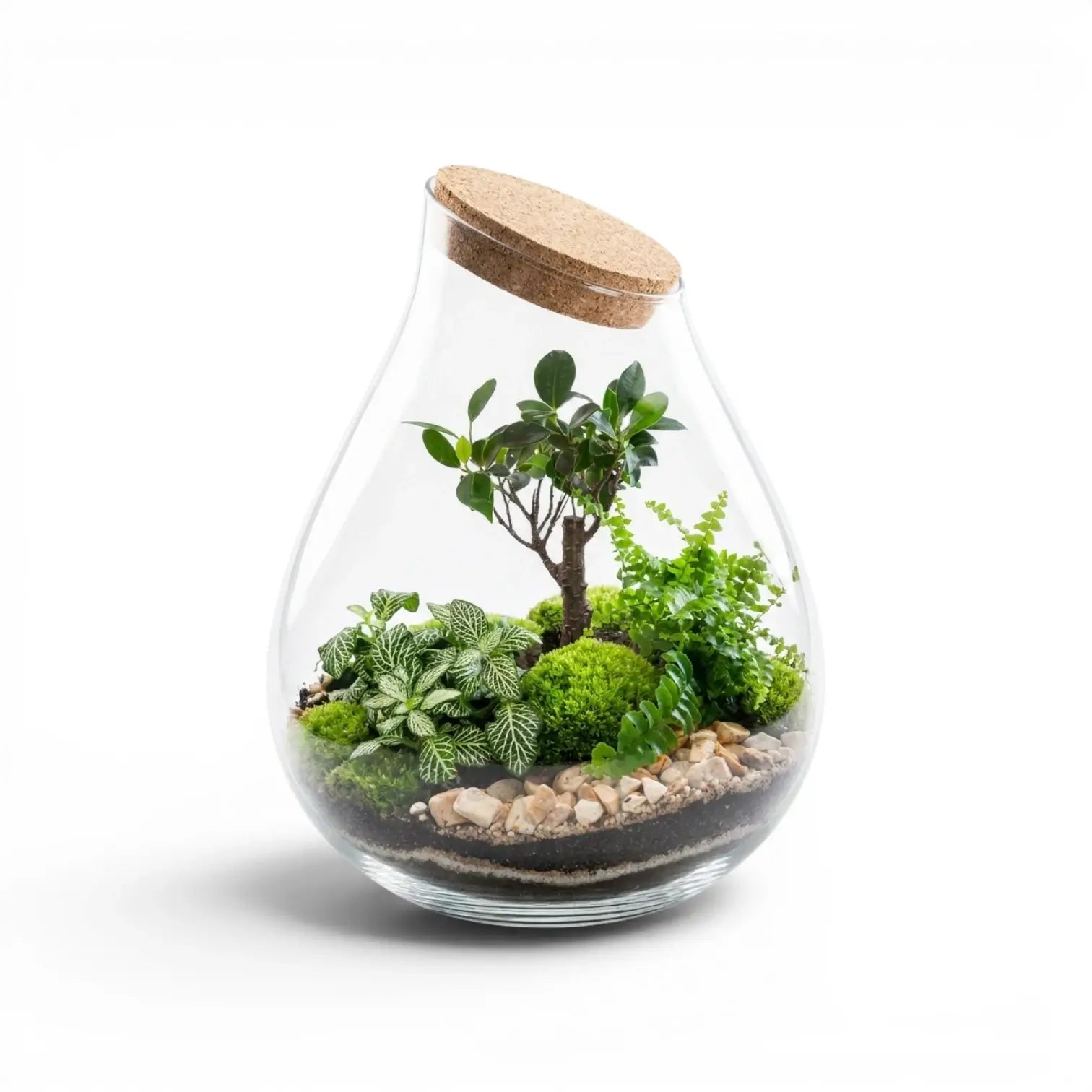 Terrarium-Set vor weißem Hintergrund mit Terrariumglas, drei Jungpflanzen und verschiedenen Substratschichten