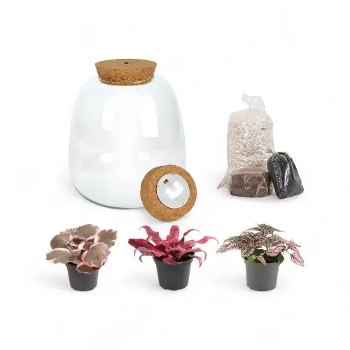 Terrarium-Set vor weißem Hintergrund mit Terrariumglas, drei Jungpflanzen und verschiedenen Substratschichten