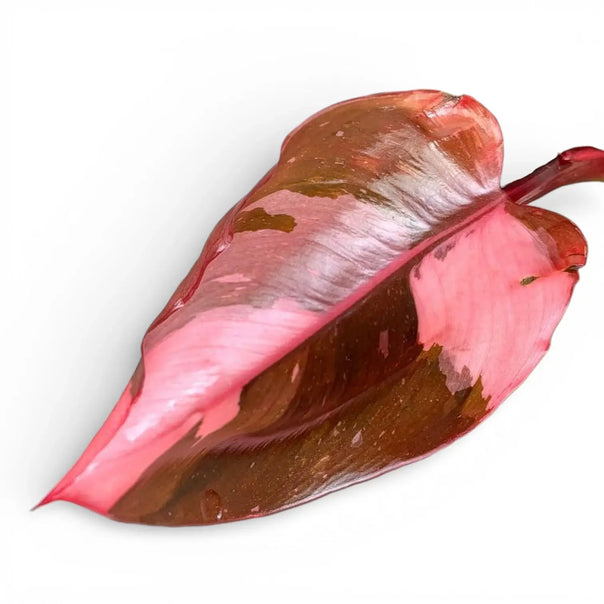 A close up of a juvenile leaf of Philodendron Pink Princess on a white backround