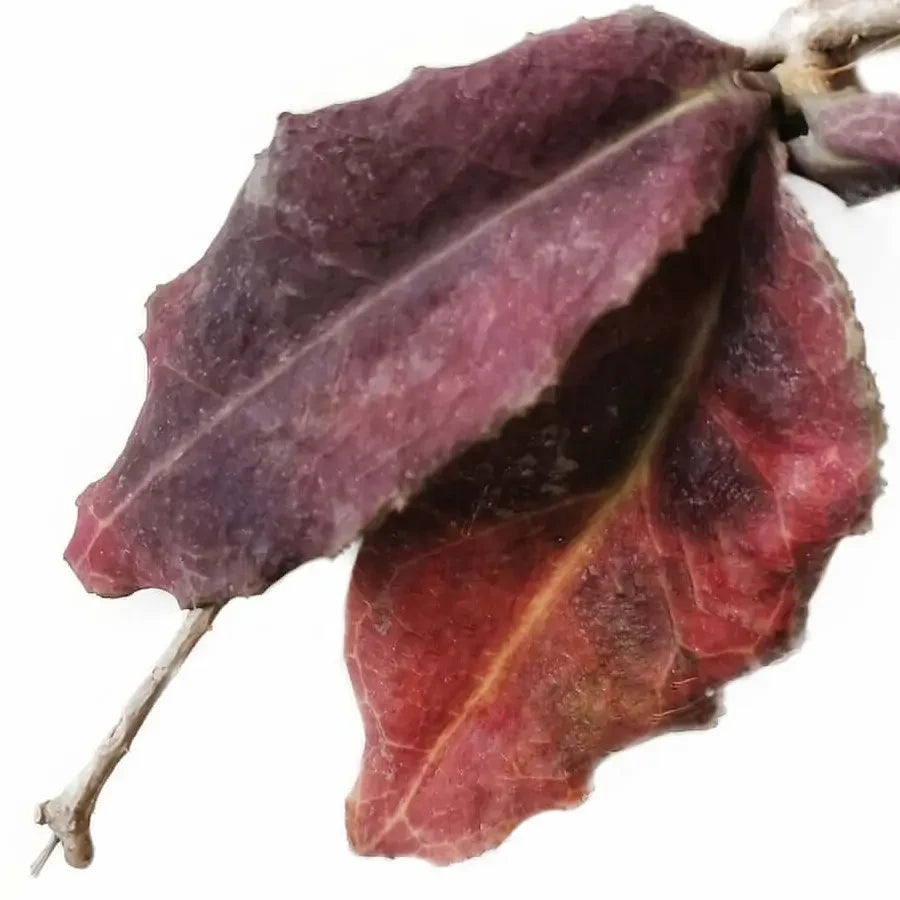 Nahaufnahme von Hoya-undulata-Blättern mit roter Färbung durch Sonnenstress vor weißem Hintergrund