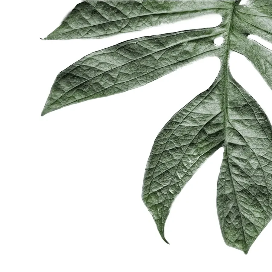 Gefenstertes und tief gelapptes Blatt einer Amydrium vor weißem Hintergrund