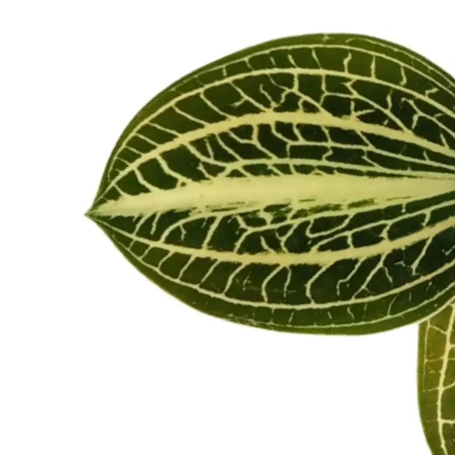 Nahaufnahme der stark gezeichneten Blattoberfläche einer Juwelorchidee, Anoectochilus, vor weißem Hintergrund