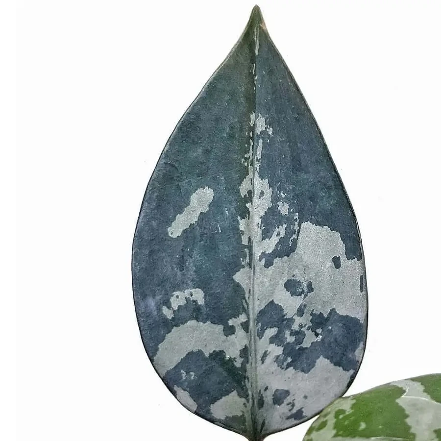 Farbige Blätter von Aglaonema vor weißem Hintergrund