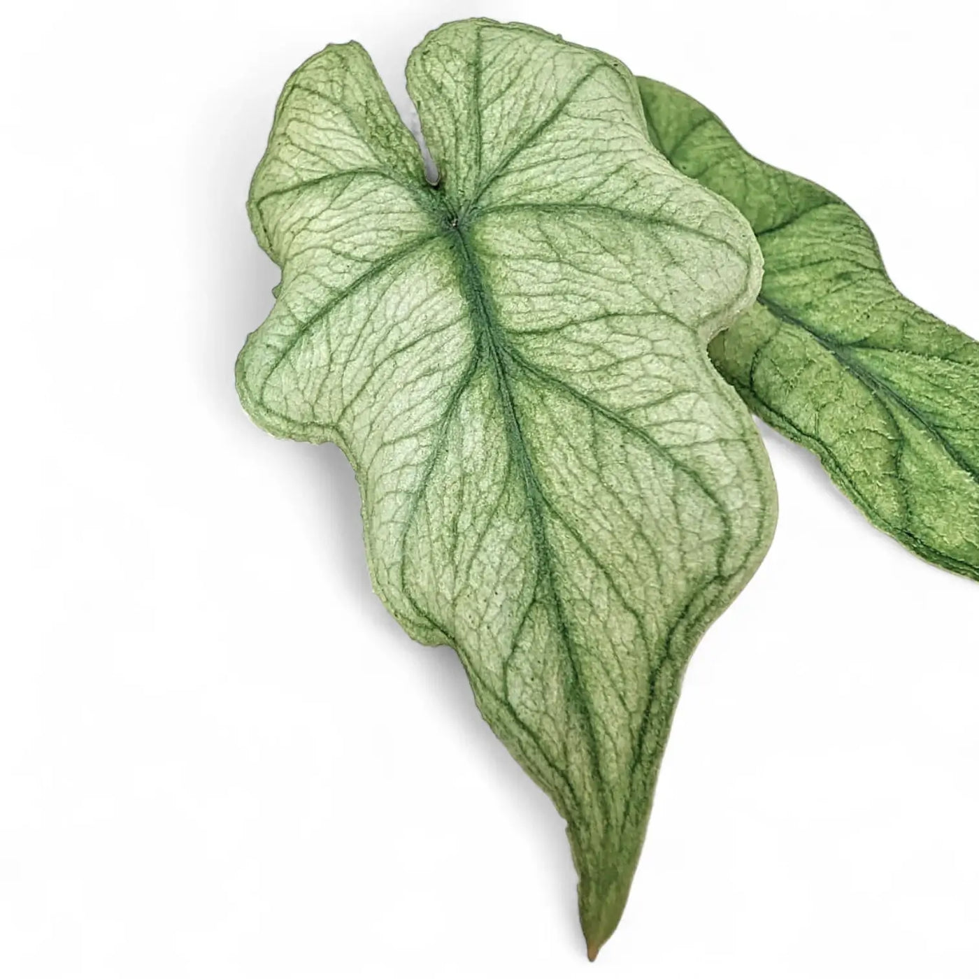 Blätter von Alocasia 'Jacklyn Mint' mit mintfarbener Zeichnung vor weißem Hintergrund