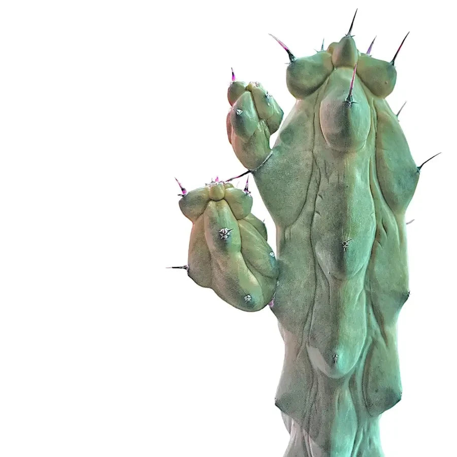 Nahaufnahme von Myrtillocactus geometrizans fukurokuryuzinboku vor weißem Hintergrund