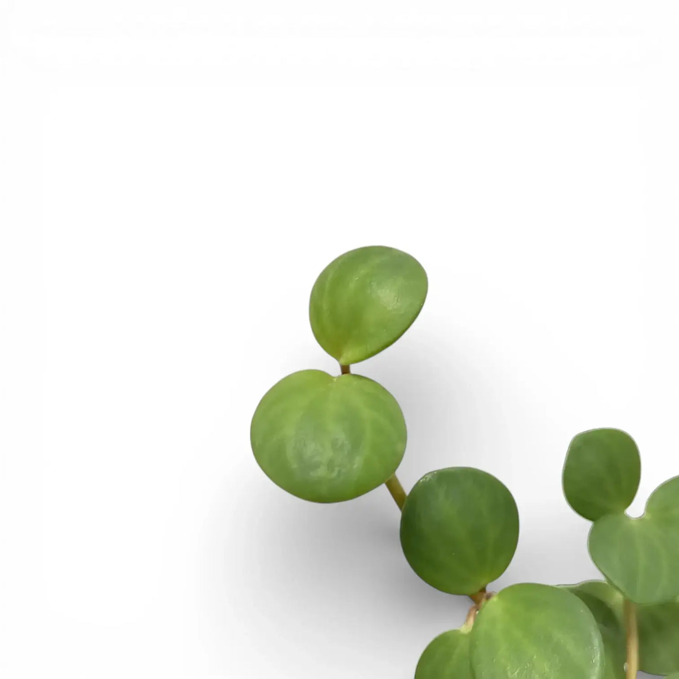Runde Blätter von Peperomia 'Hope' vor weißem Hintergrund