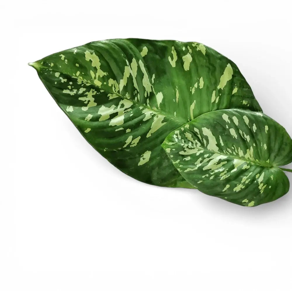 Blätter von Schismatoglottis calyptrata vor weißem Hintergrund