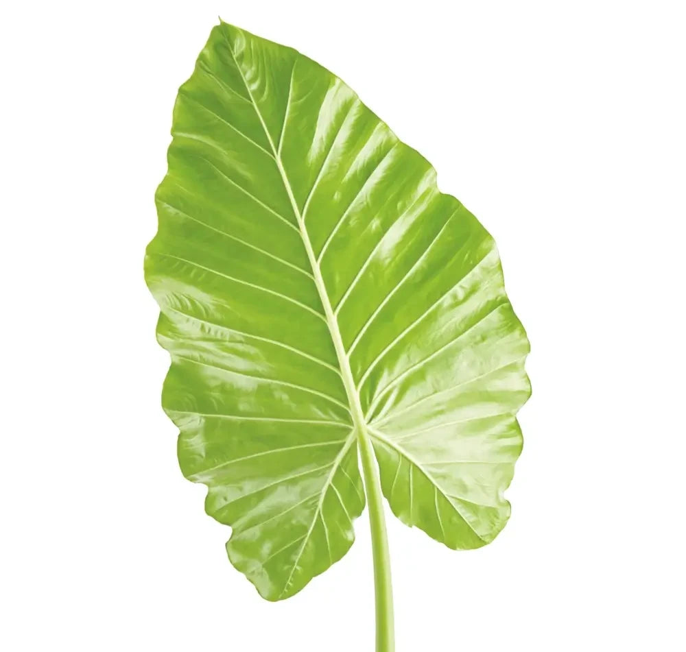 Großes Blatt einer Elefantenohr-Alocasia vor weißem Hintergrund