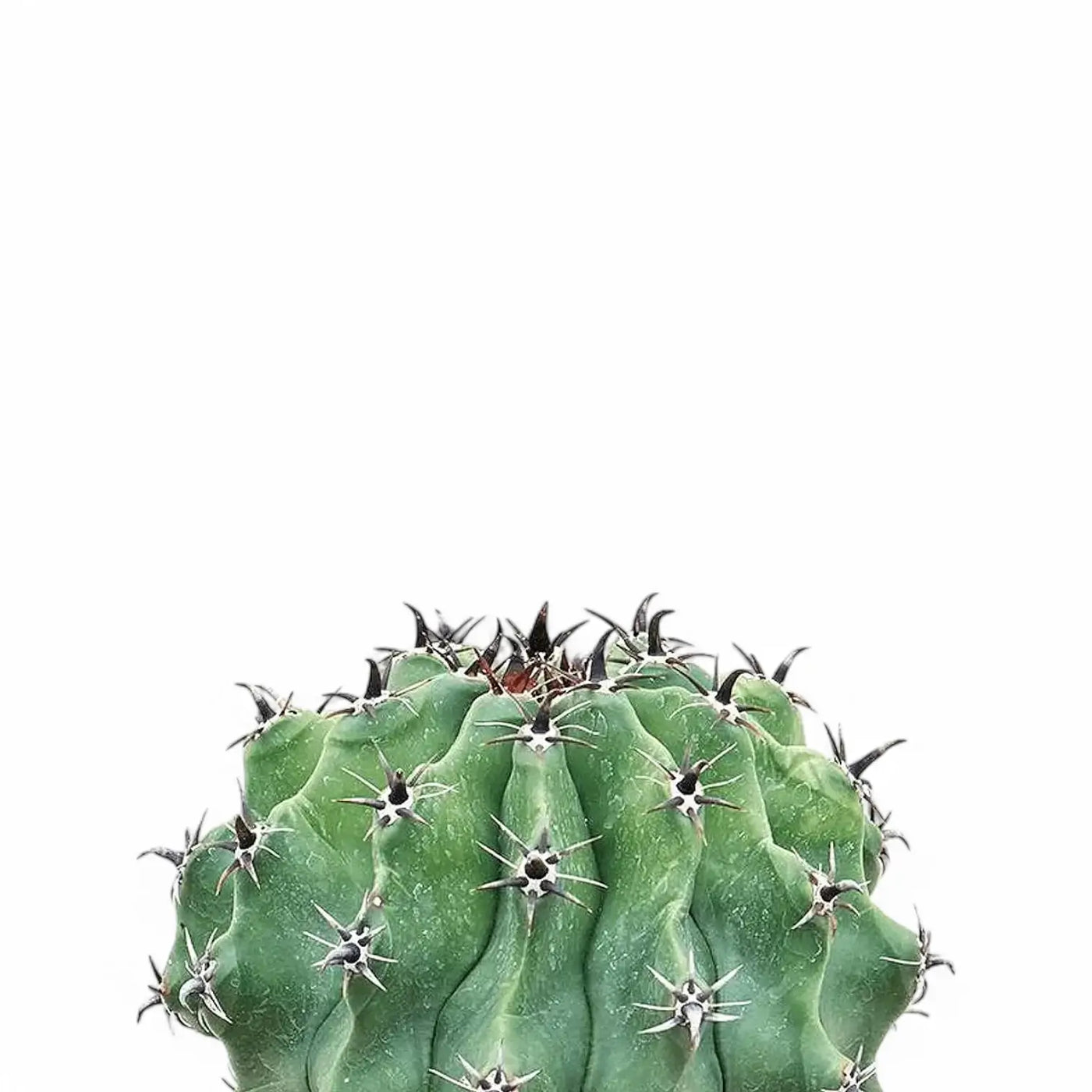 Nahaufnahme eines Ferocactus vor weißem Hintergrund