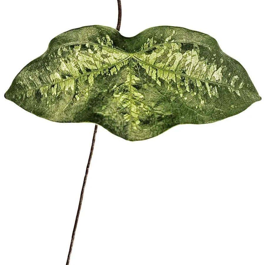 Nahaufnahme eines einzelnen Blatts von Passiflora coriacea an einer Ranke