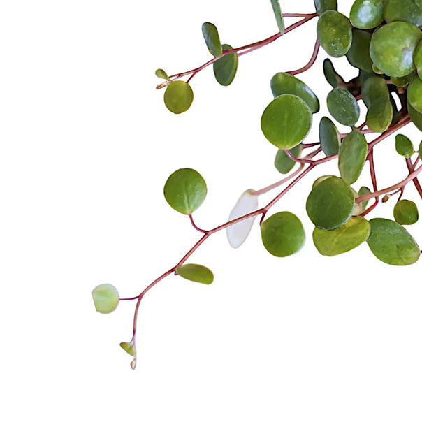 close up of small, round Peperomia Pepperspot  leaves on red tendrils