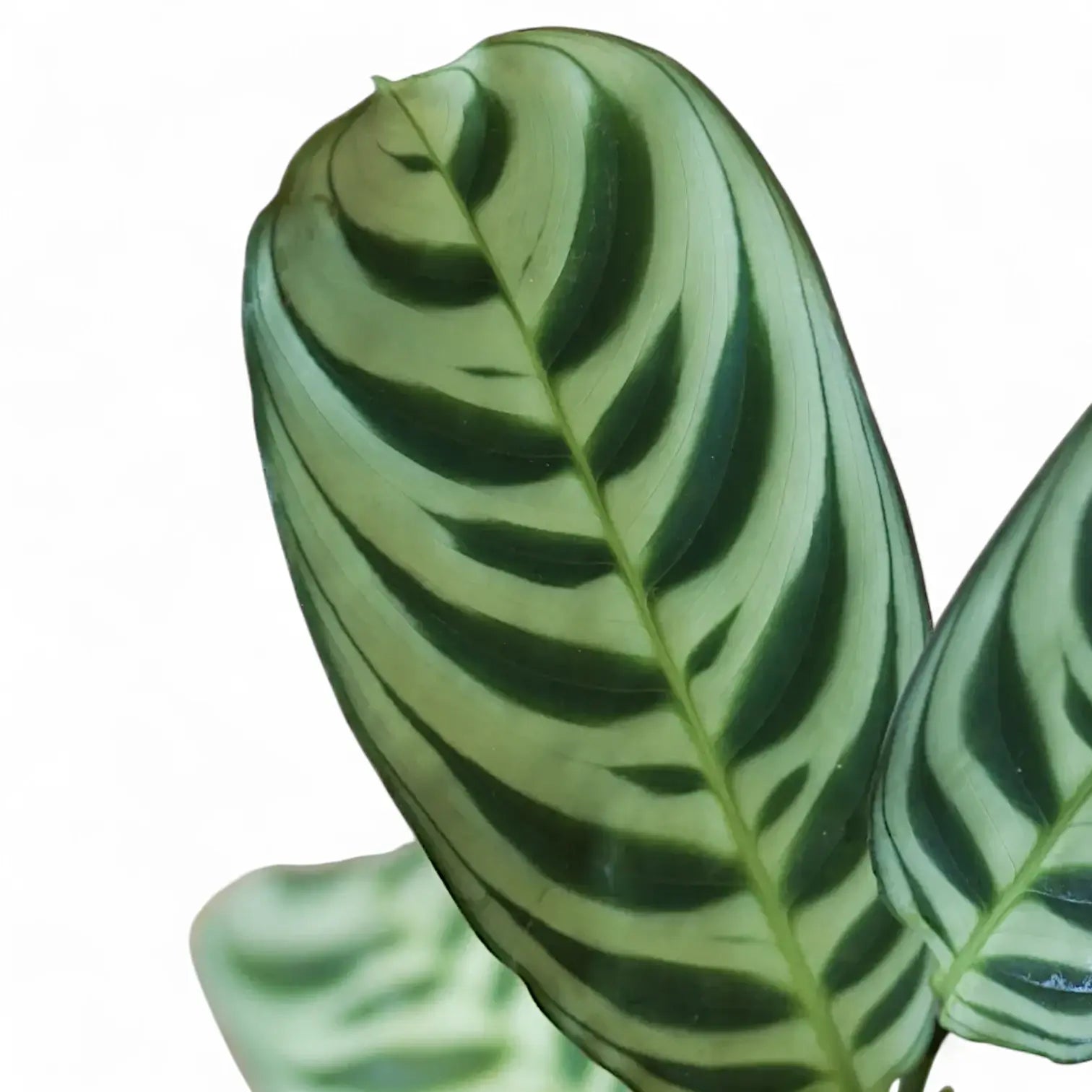 Ctenanthe leaves on white backround