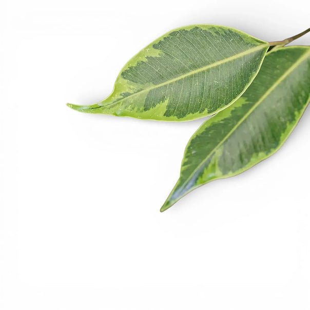 Variegated leaves of Ficus Anastasia on a white backround