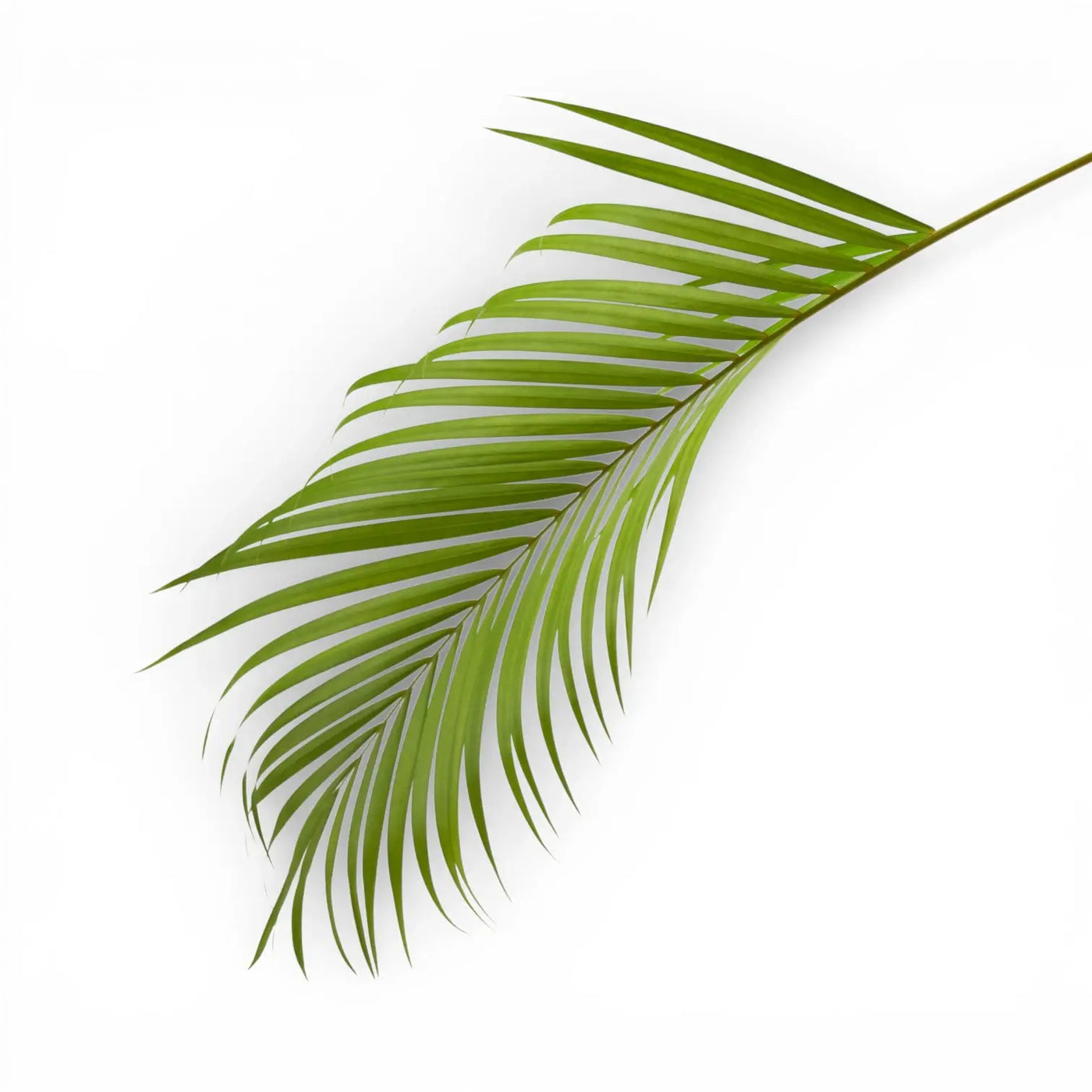 Palmenblatt von Dypsis lutescens vor weißem Hintergrund