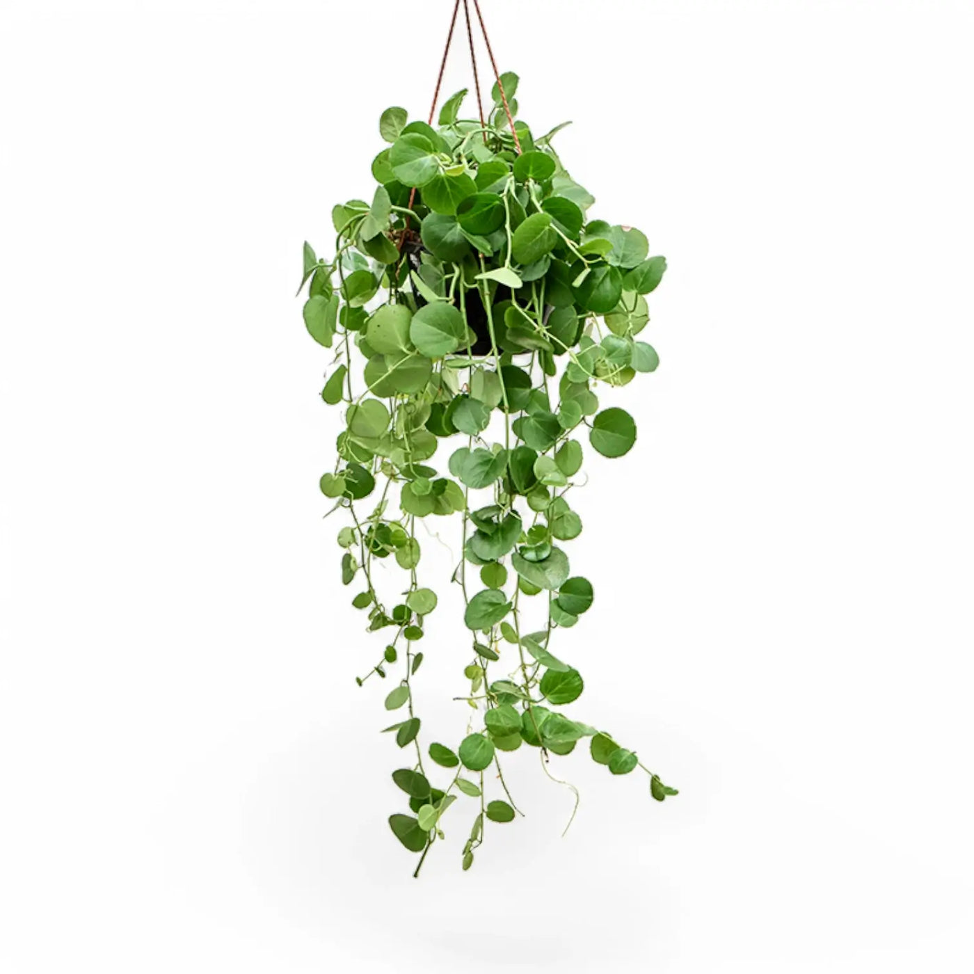 Hängende Cissus rotundifolia vor weißem Hintergrund