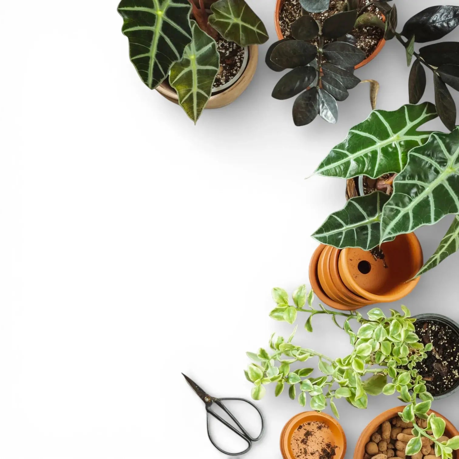 Potted plants, planters and plant care tools on a white surface