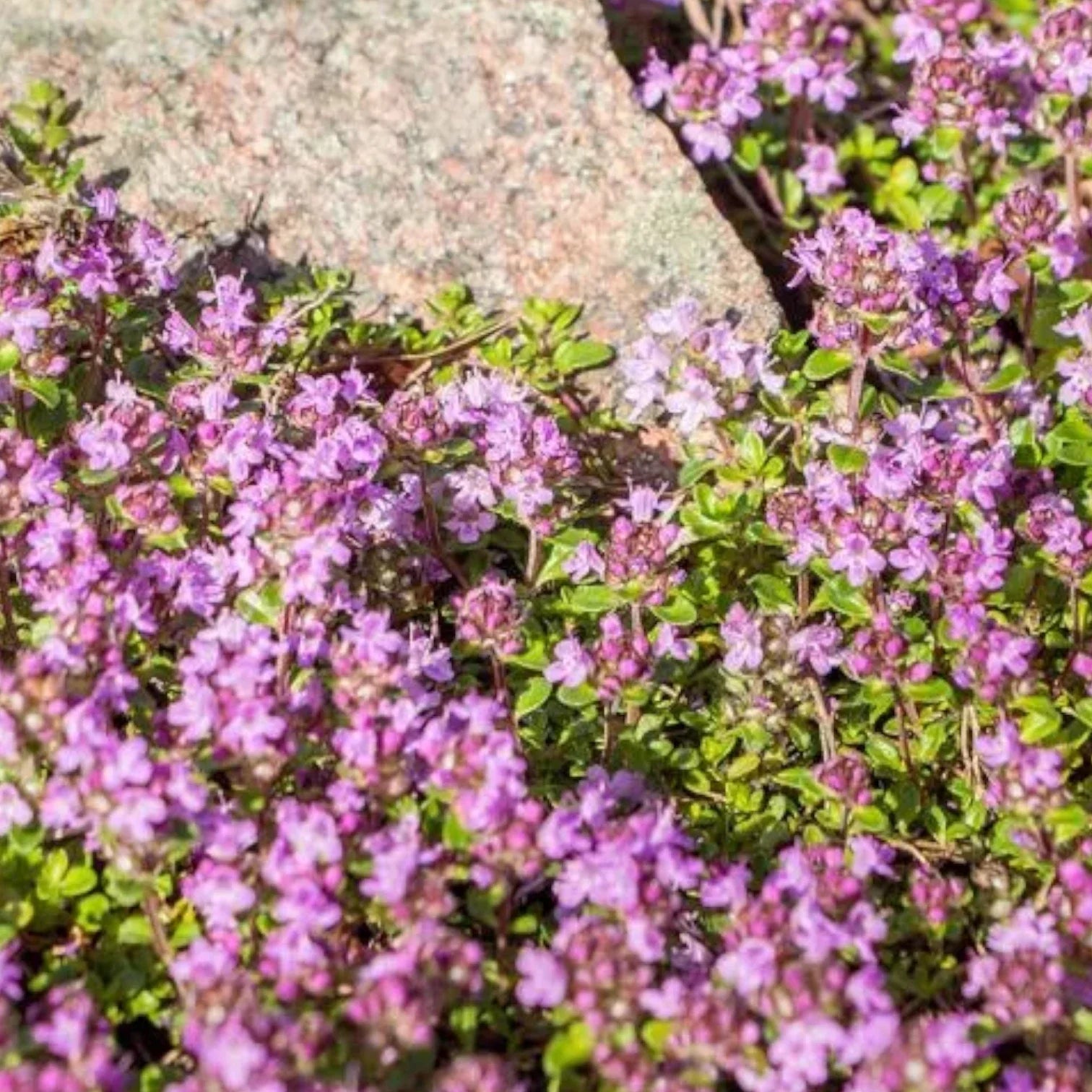 Thymus praecox 'Red Carpet' growing in a rock garden