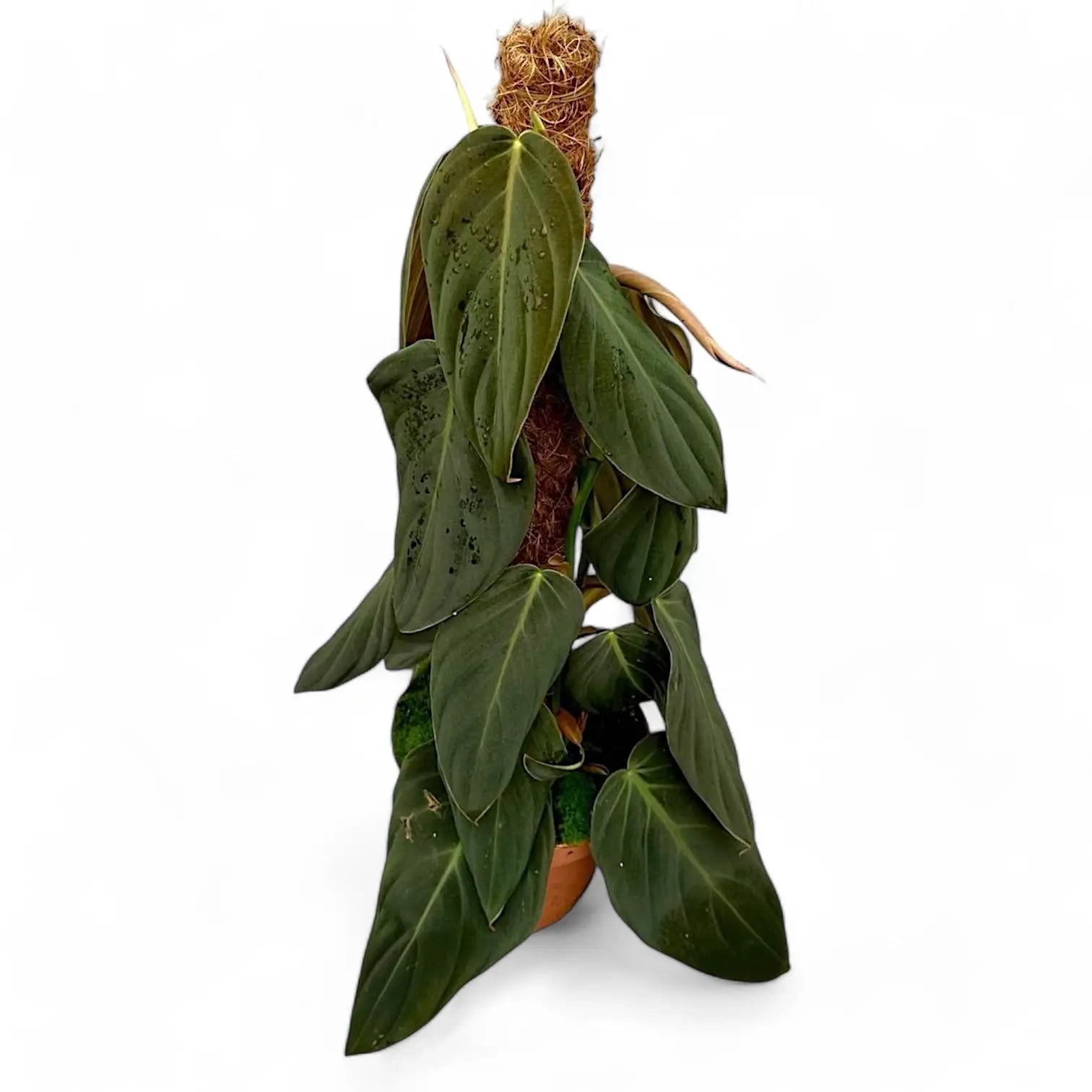 Philodendron gigas – Topfpflanze im Kulturtopf vor weißem Hintergrund, Produktfoto 9.