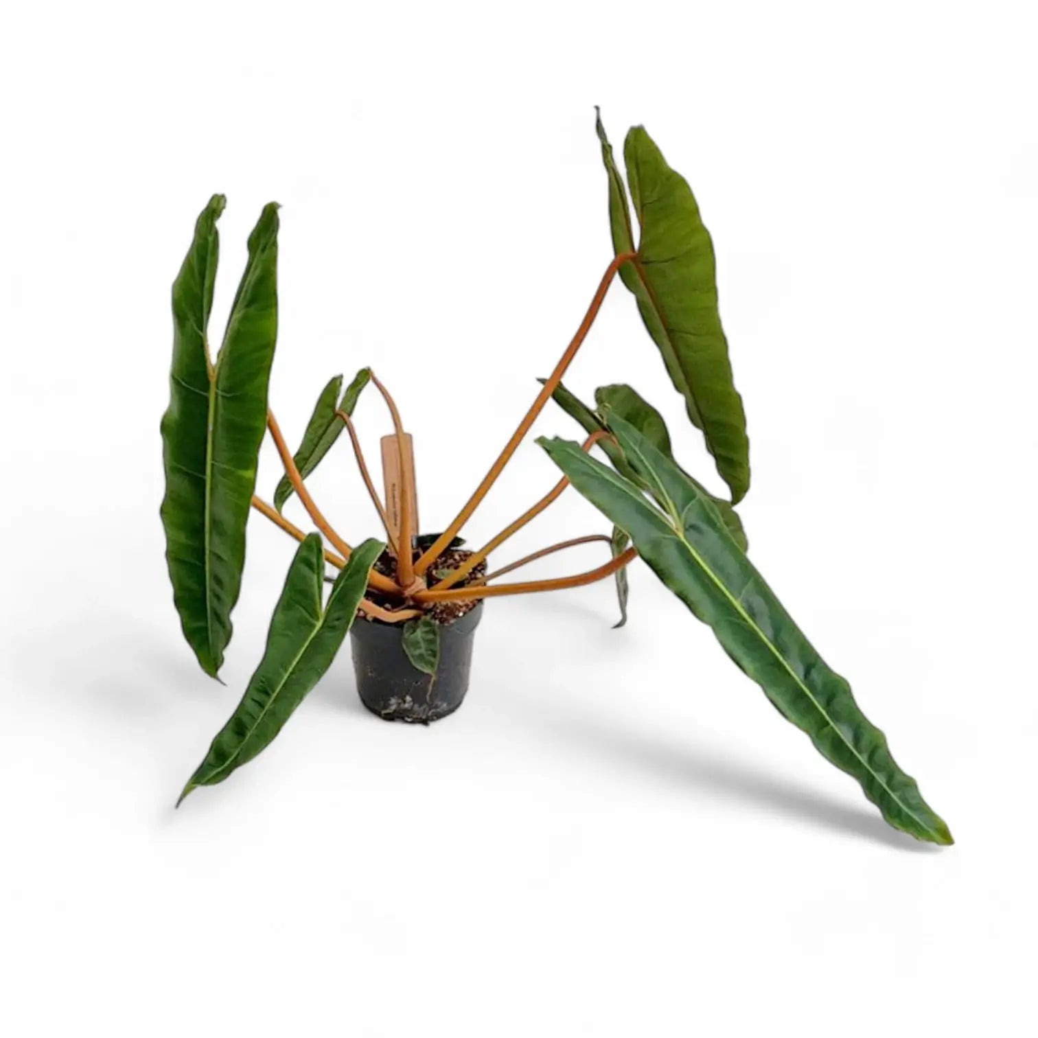 Philodendron billietiae – Topfpflanze im Kulturtopf vor weißem Hintergrund, Produktfoto 15.