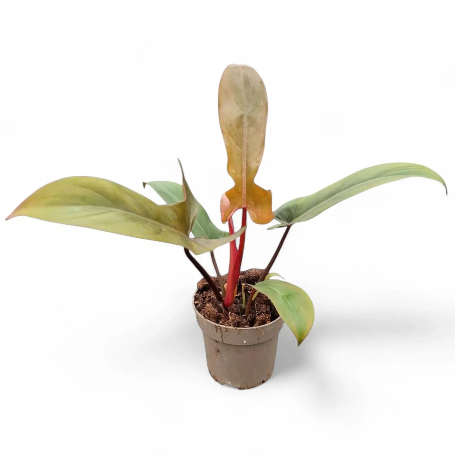Philodendron 'Florida bronze' potted houseplant in nursery pot on white background, product photo 6.