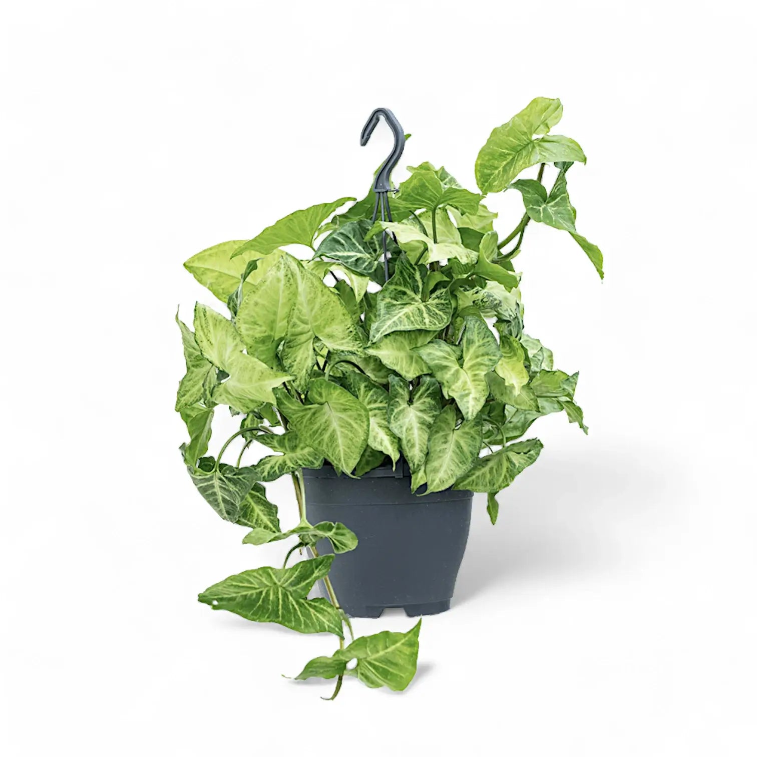 Syngonium podophyllum 'White Butterfly' potted houseplant in nursery pot on white background, product photo 4.