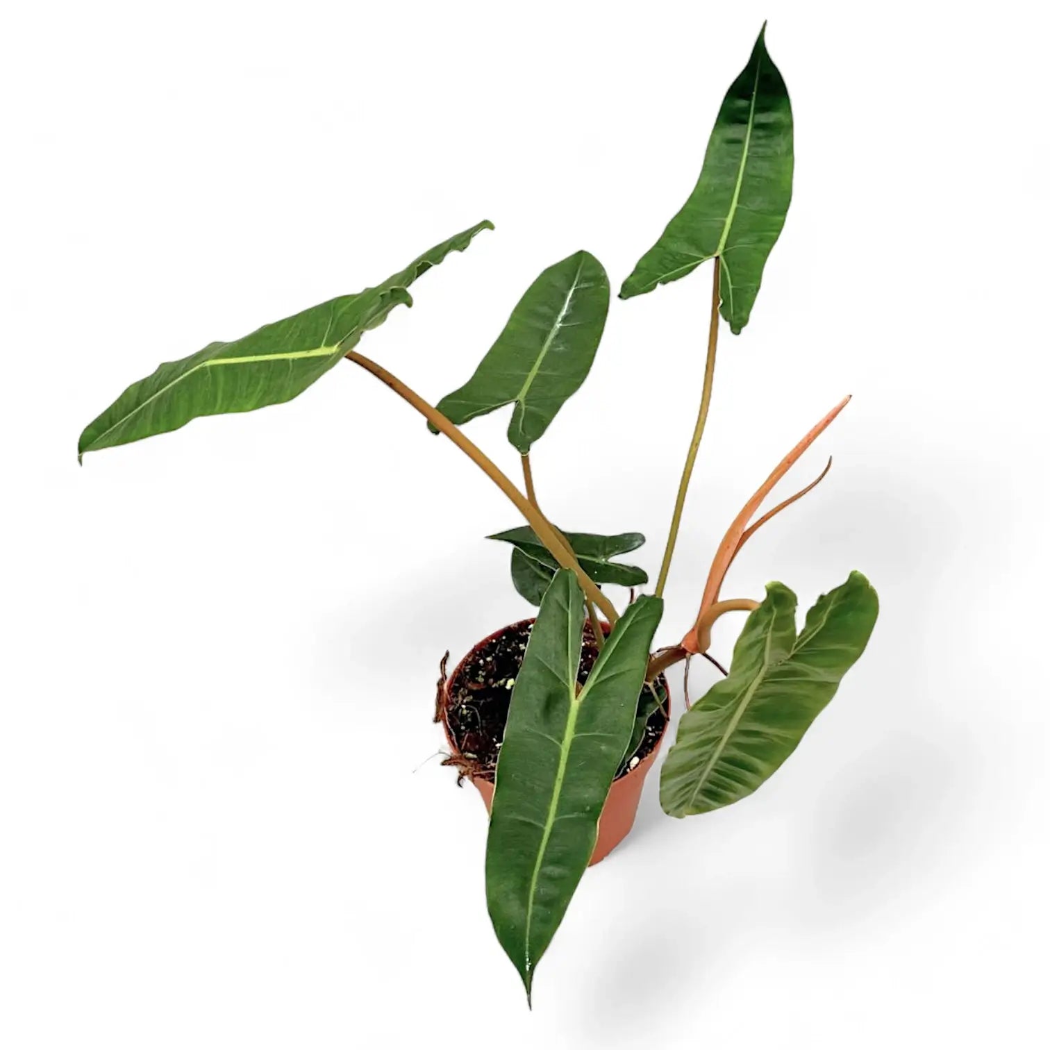 Philodendron billietiae – Topfpflanze im Kulturtopf vor weißem Hintergrund, Produktfoto 14.