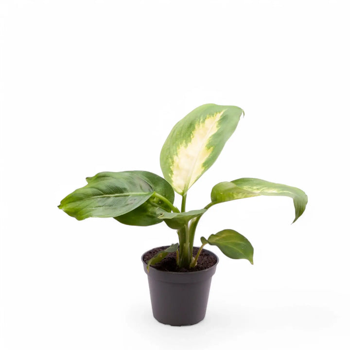 Dieffenbachia seguine 'Camilla' potted houseplant in nursery pot on white background, product photo 3.