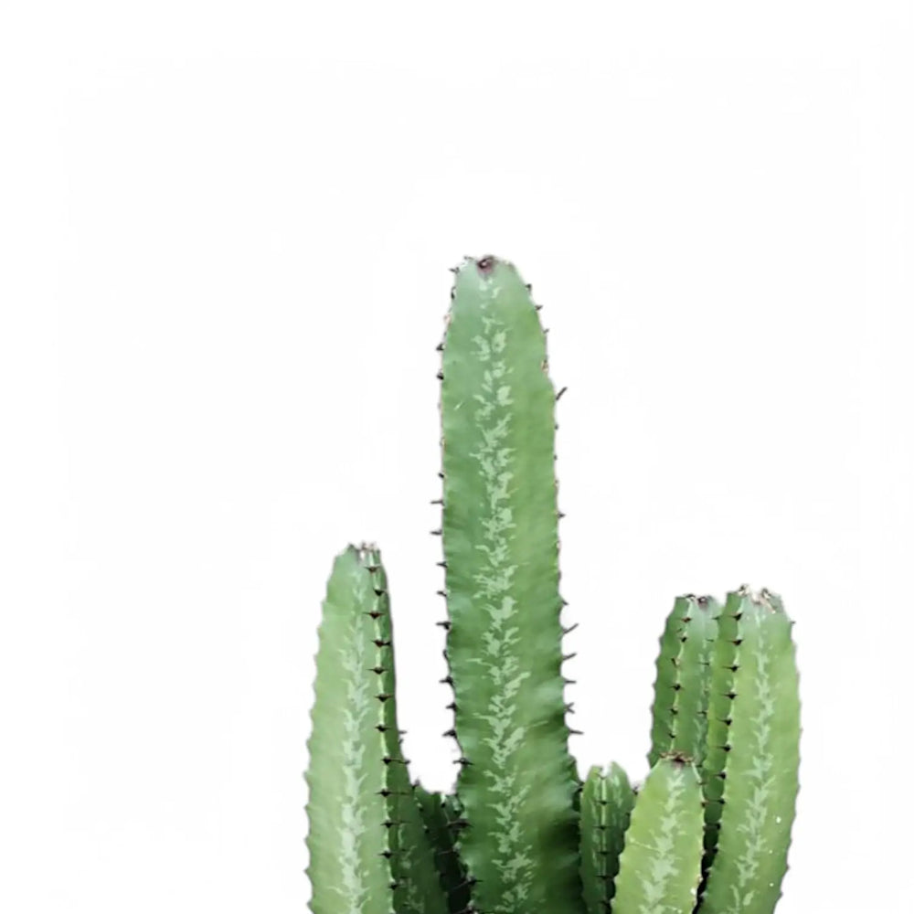 Euphorbia abyssinica leaf close-up on white background.