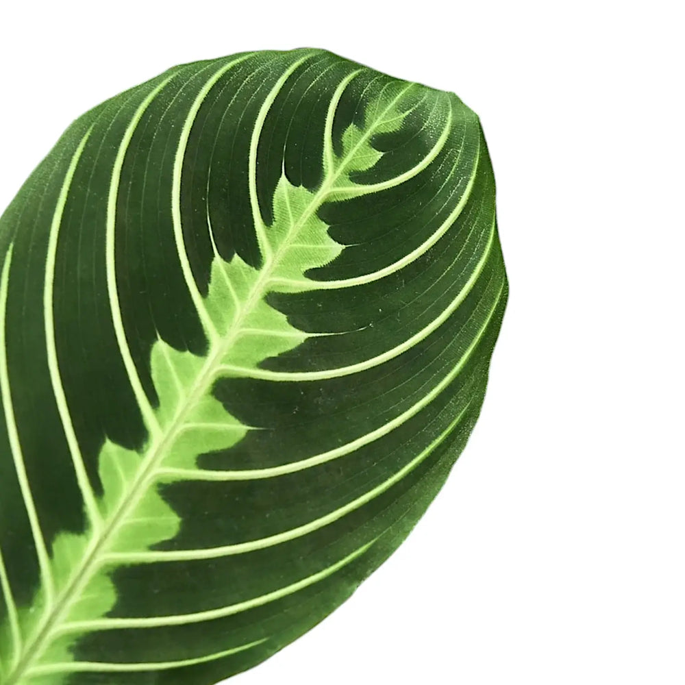 Maranta leuconeura 'Lemon Lime' – Detailaufnahme auf weißem Hintergrund.