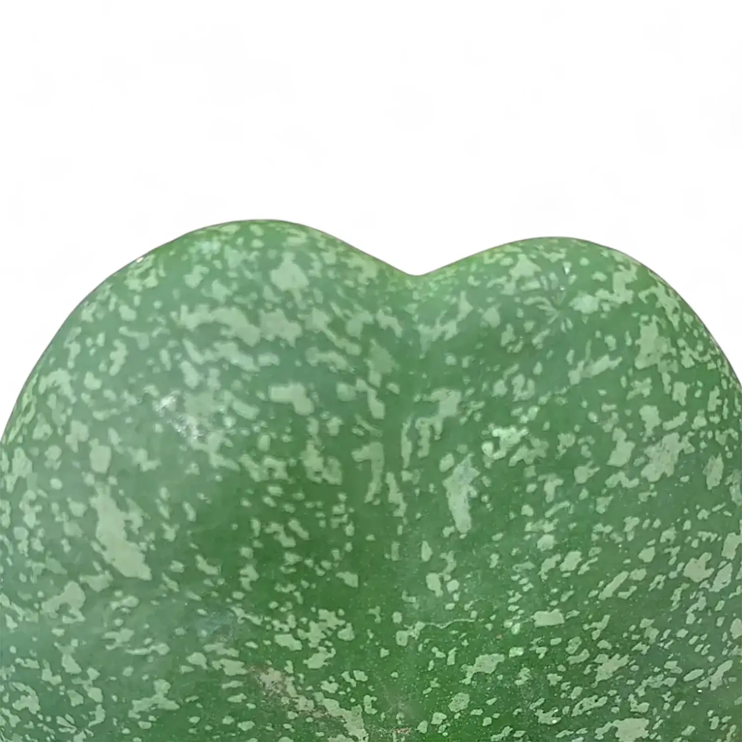 Hoya kerrii 'Splash' leaf close-up on white background.