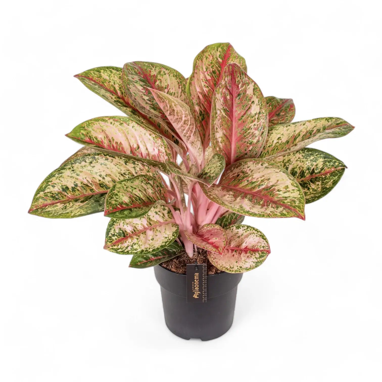 Aglaonema 'Painted Celebration' potted houseplant in nursery pot on white background, product photo 5.