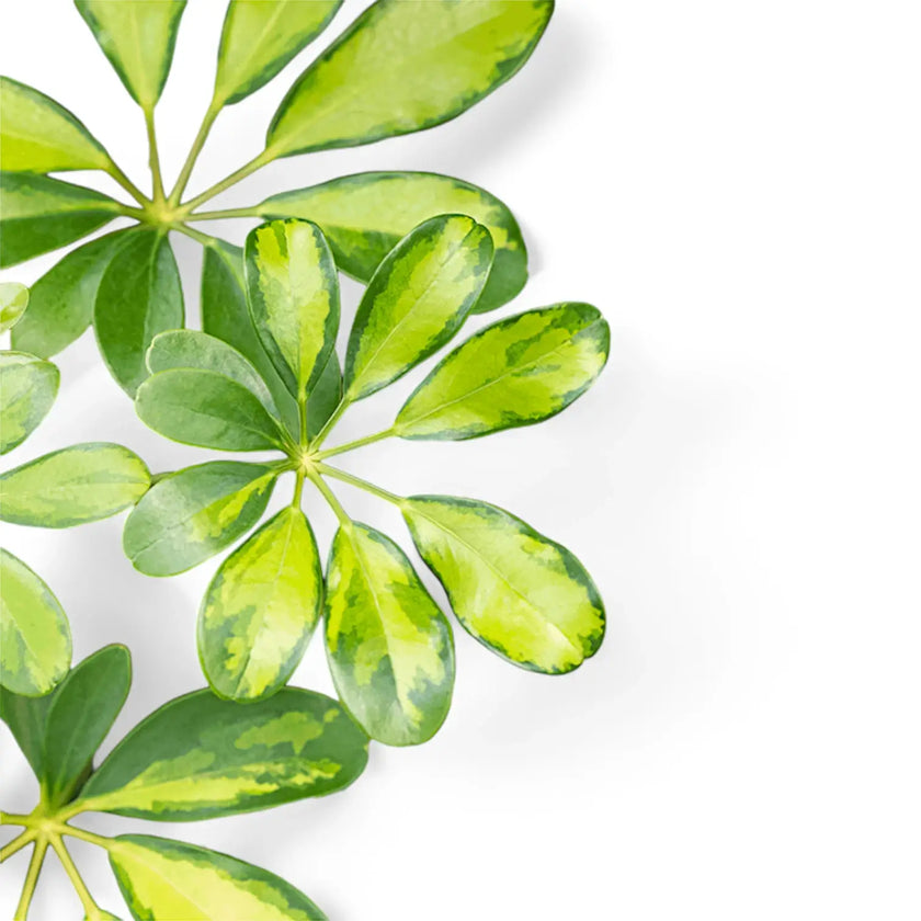 Nahaufnahme von Heptapleurum (Schefflera) arboricola 'Gold Capella' vor weißem Hintergrund.