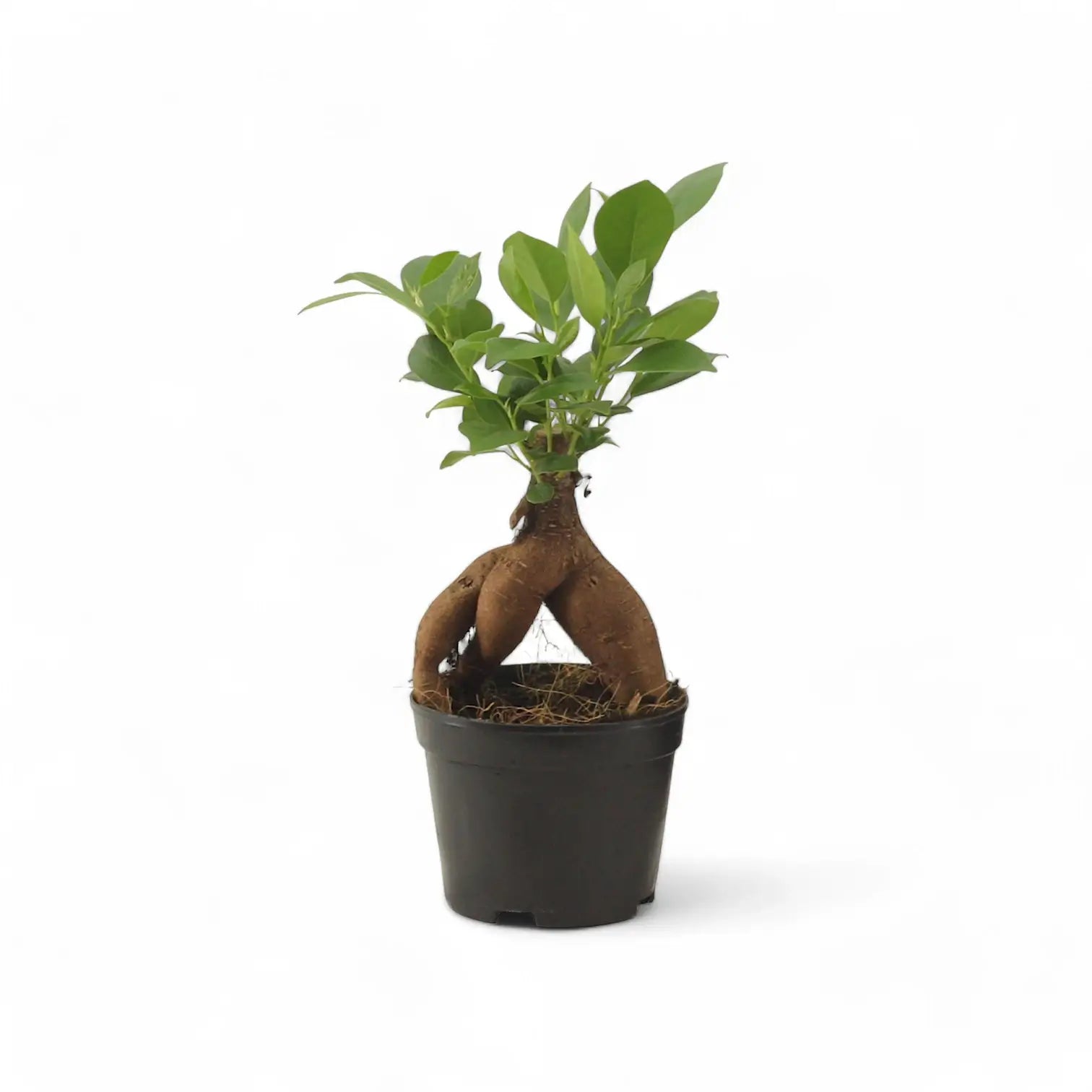 Ficus microcarpa 'Ginseng' potted houseplant in nursery pot on white background, product photo 7.