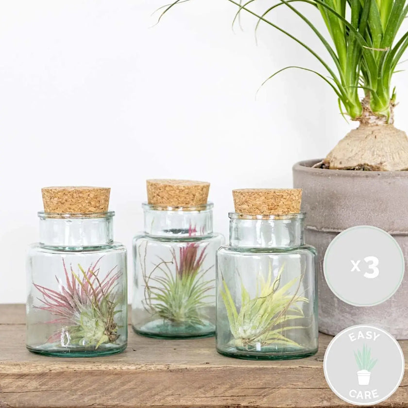 3 x Tillandsia Air Plants in Glass potted houseplant in nursery pot on white background, product photo 2.
