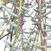 Curio hallianus leaf close-up on white background.