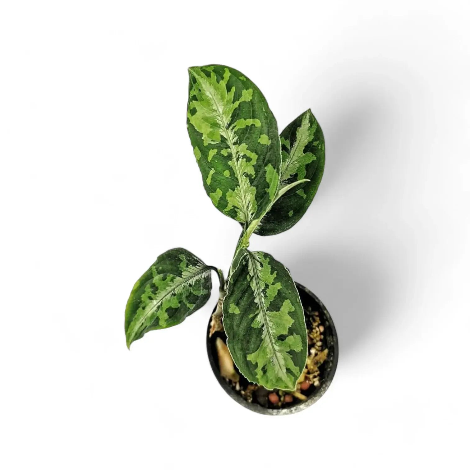 Aglaonema pictum tricolor – Zimmerpflanze im Kulturtopf auf weißem Hintergrund, Produktfoto 6.