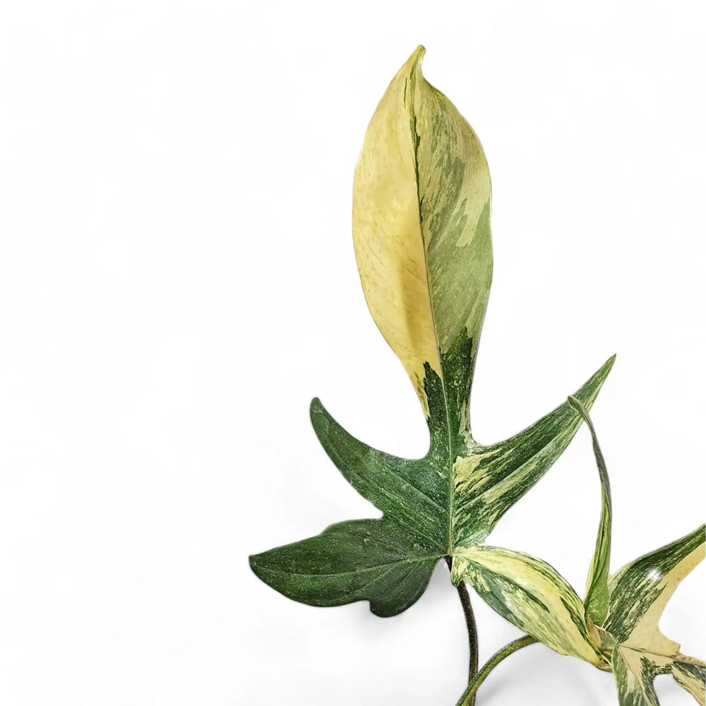 Philodendron 'Florida Beauty' ('Magic Mask') – Blatt-Detailaufnahme auf weißem Hintergrund.