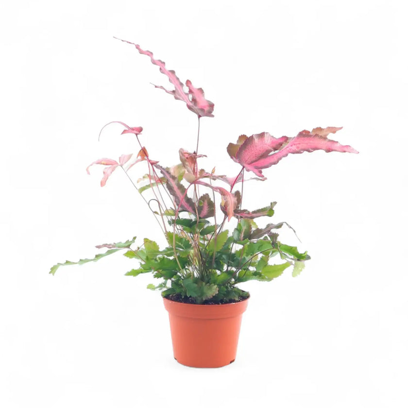 Pteris cretica 'Albolineata' Pink potted houseplant in nursery pot on white background, product photo 2.