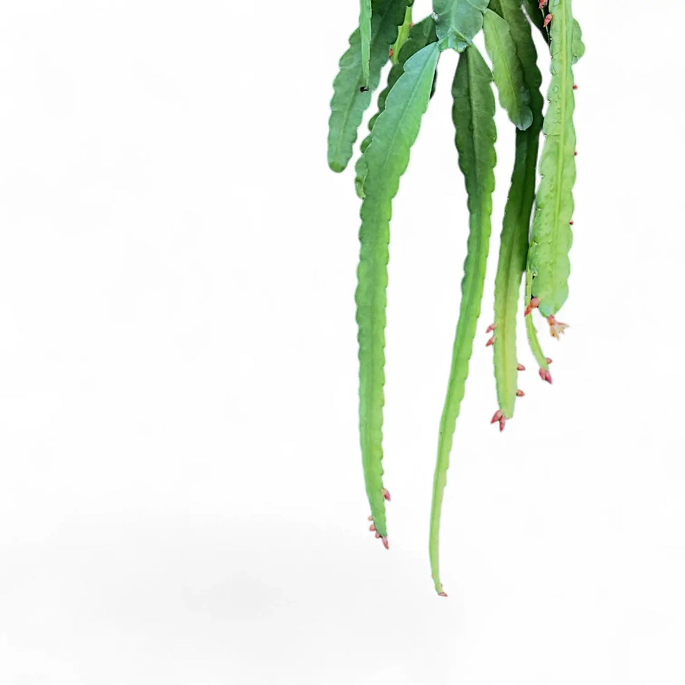 Pfeiffera monacantha leaf close-up on white background.